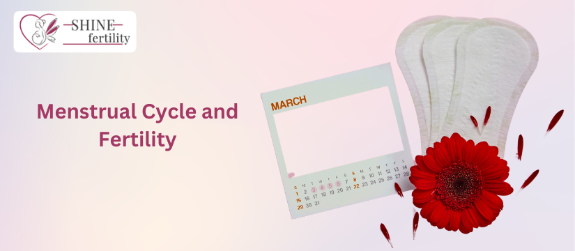 Menstrual Cycle and Fertility